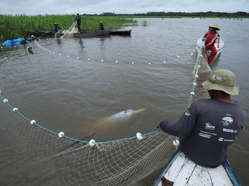 Beloved Amazonia: Assistants from an aquatic mammals project capture an Amazon river dolphin, also known as a pink river dolphin, at the Amazon's Mamiraua Sustainable Development Reserve in Uarini, Brazil, Jan. 19, 2020. The Vatican released Pope Francis' post-synodal apostolic exhortation, "Querida Amazonia" (Beloved Amazonia), Feb. 12. (CNS photo/Bruno Kelly, Reuters)