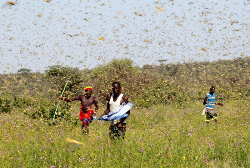 Ahead of Coronavirus, Starvation Stalks East Africa: Men fend off a swarm of desert locusts in Samburu, Kenya, Jan. 17, 2020. Local Catholic priests and villagers say the hatching insects mean new and locally bred swarms, something that must be avoided.(CNS photo/Njeri Mwangi, Reuters)
