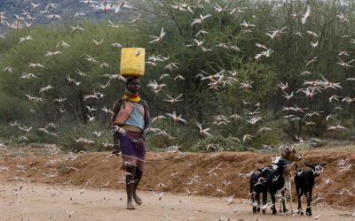 Predicted Return of Deadly Locusts Triggers Fear in East Africa