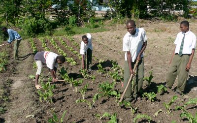 To Feed the World, Start with Family Farms, Pope Says