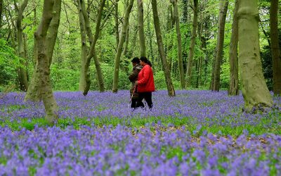 Celebrate Laudato Si’ Week 2022