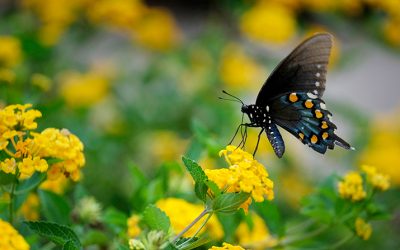 Pope Announces New Document to Follow Laudato Si’